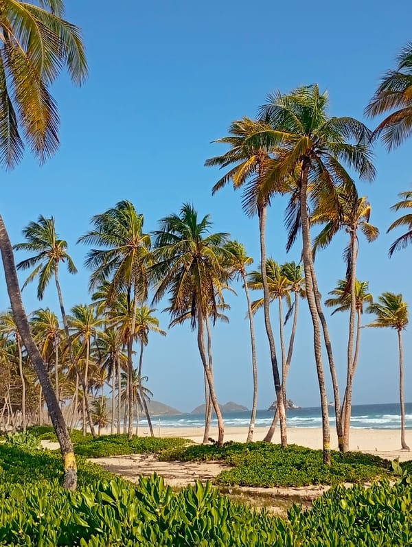 Clear skies and iguanas observed at Venezuelan beach resort