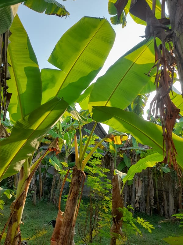Morning around a rural Pulokulon home, banana trees and all