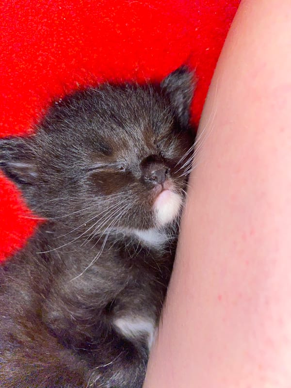 Couch evening with kittens and selfies, Nova Praha