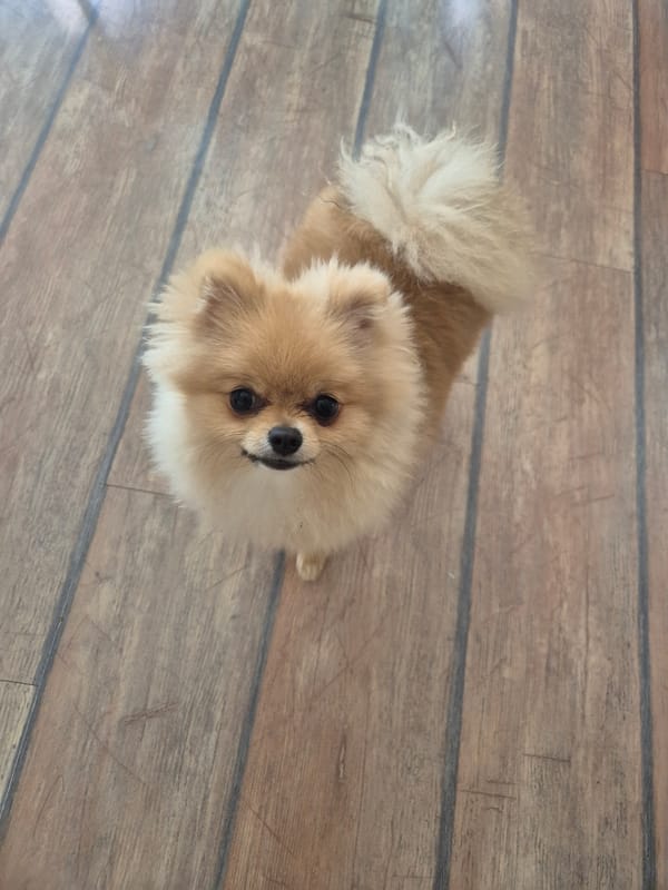 Pomeranian dog at home in Burgas, looking up at the camera