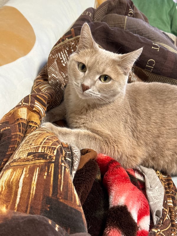 Cat rests on patterned blankets in Chaikovsky, Russia