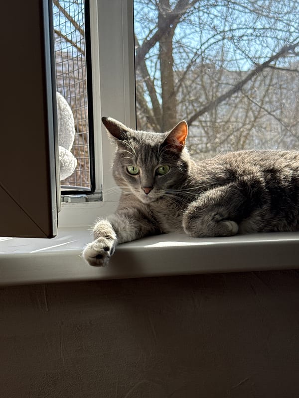 Playful grey tabby cat spotted at Moscow apartment window