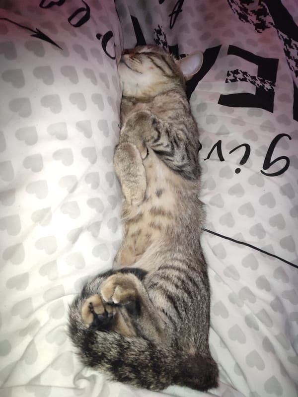 Sleeping cat and robot sculpture captured in Chaikovsky Russia