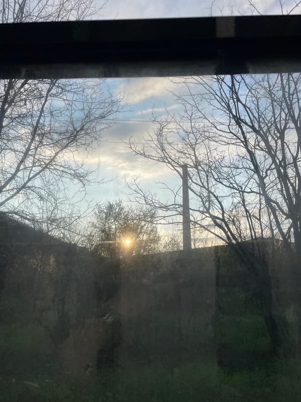 Morning view of bare trees captured near Prisovo, Bulgaria