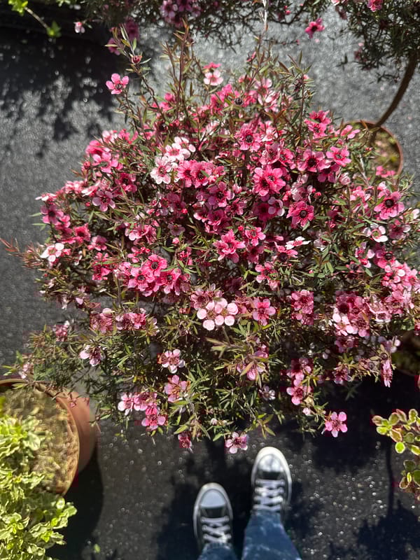 Pink flowering bush spotted in pot on asphalt surface