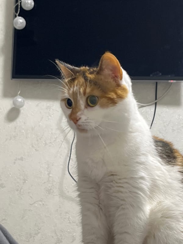Calico cat relaxing at home in Kyiv