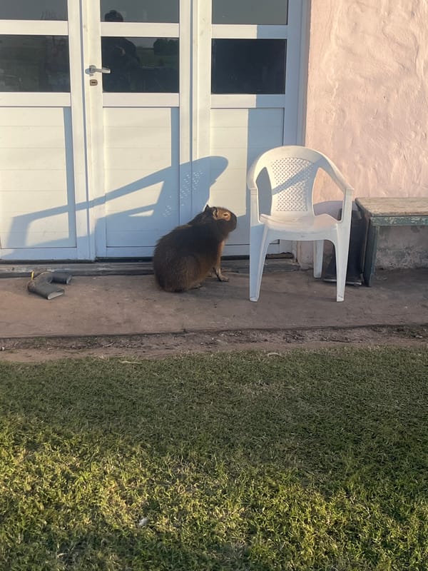 Capybara spotted wandering residential and rural areas in Dolores, Argentina