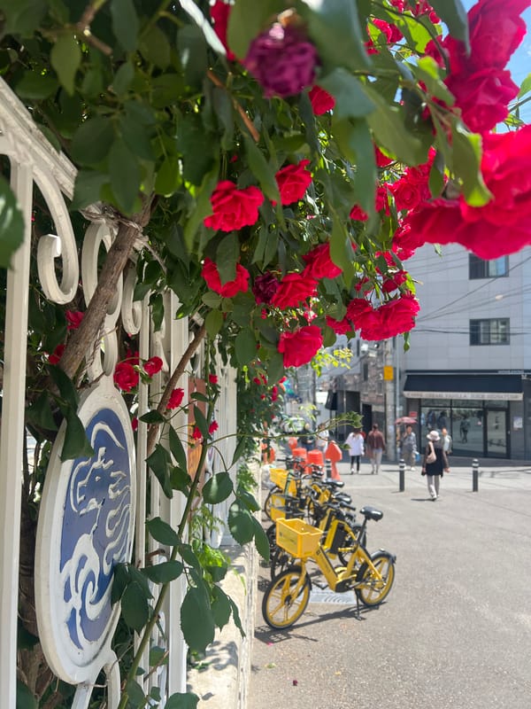Woman takes selfie near roses on Daegu street