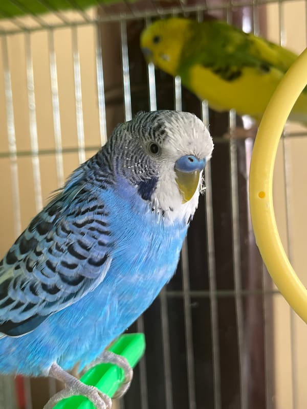 Pet budgerigars observed in cages in Shumen, Bulgaria