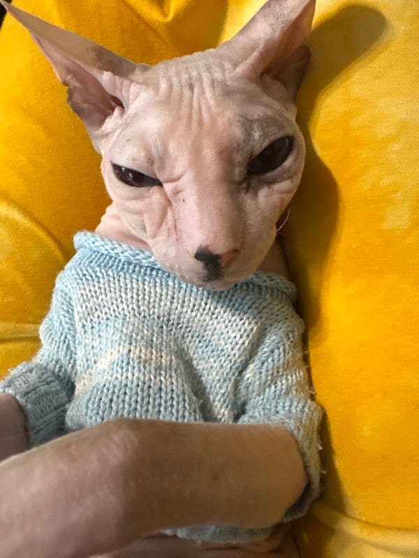 Sphynx cat naps on yellow blanket, tarot card nearby
