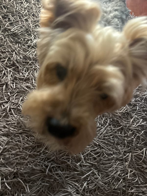 Morning domestic moments with Yorkshire Terrier captured in Budva