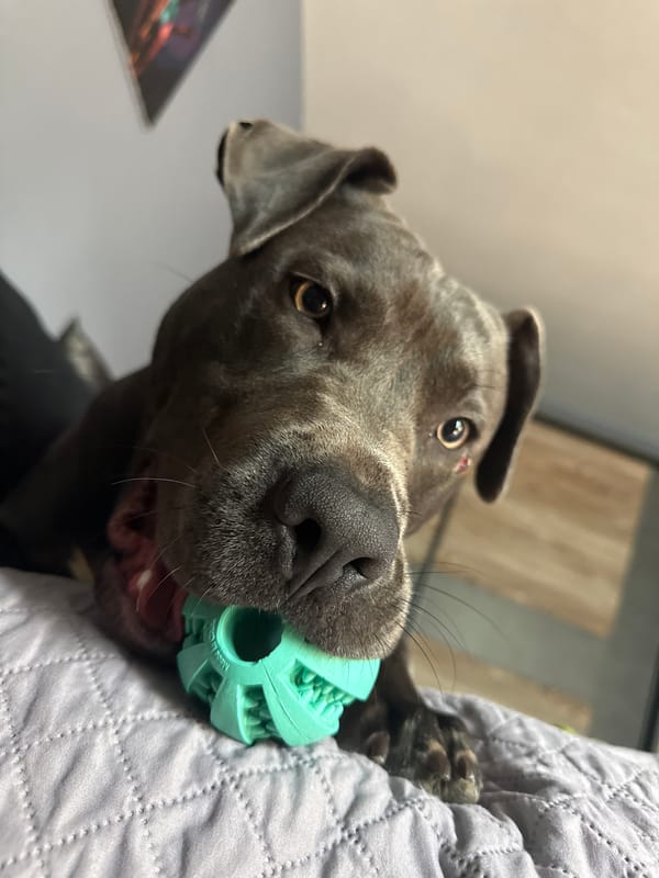 Pit bull plays with teal chew toy on a Varna bed