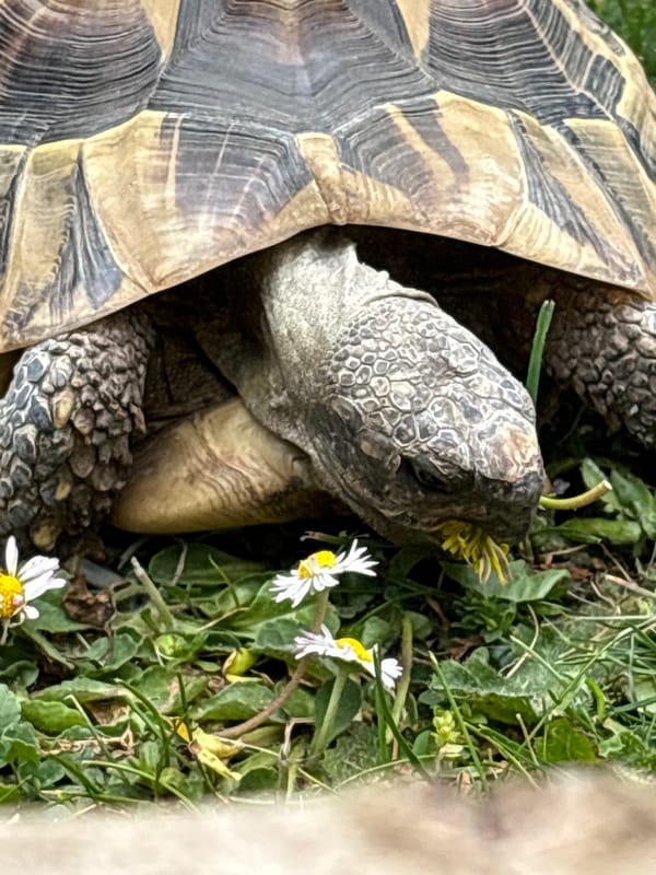 Tortoise spotted among daisies in East Suffolk countryside