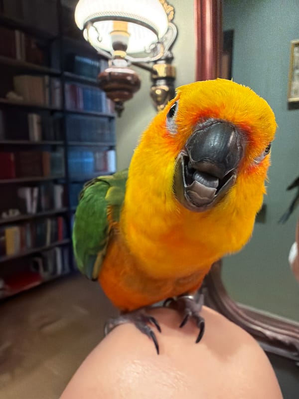 Sun conure parrot bonding time in Khimki