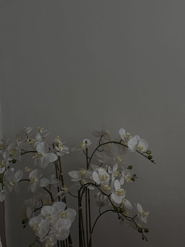 White orchids captured in dimly lit Mexico City interior