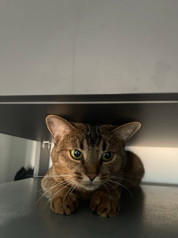 Tabby cat photographed in cabinet in Lyubertsy, Russia