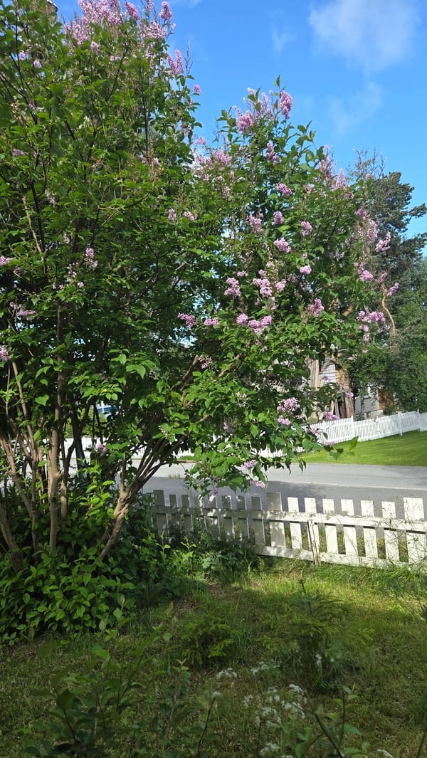 Summer morning in Tynset — garden blooms and a quiet interior