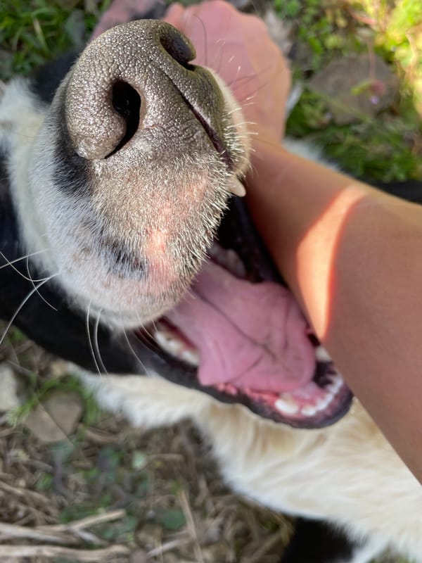 Dogs play with owner on sunny afternoon in Zlatograd