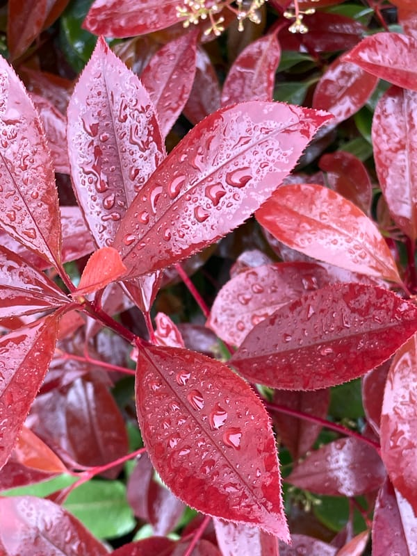 Morning rain and fog blanket Sochi vegetation, cityscape