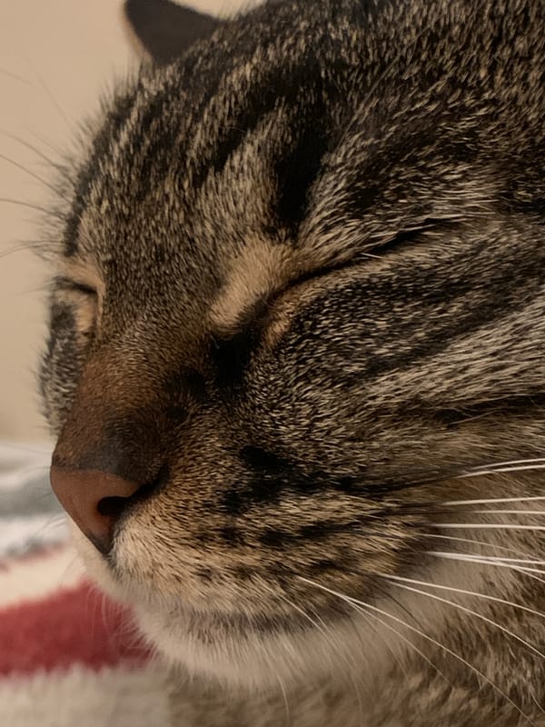 Tabby cat photographed resting in Fethiye, Turkey