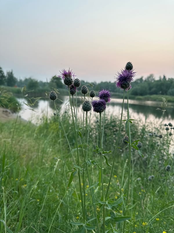 Lakeside evening stroll in an Omsk park at dusk