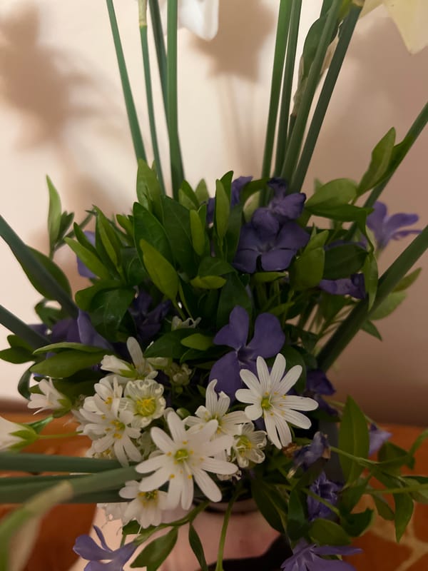 Spring flowers and poke bowl documented in Plovdiv