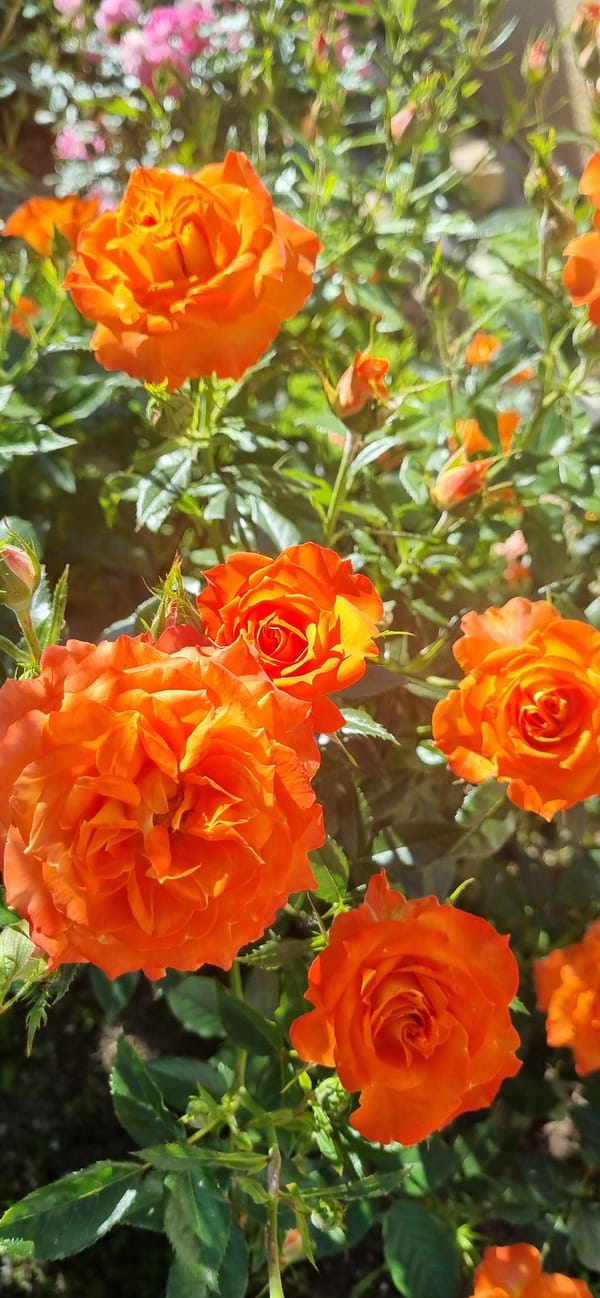 Woman films selfies in rose garden in Blizhnee, Ukraine