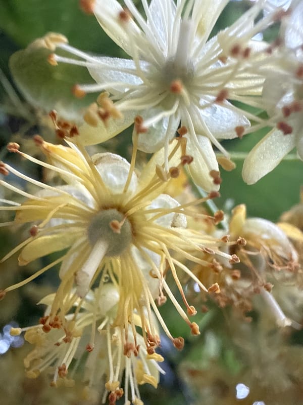 Nature photographer documents flowers, plants during evening walkabout