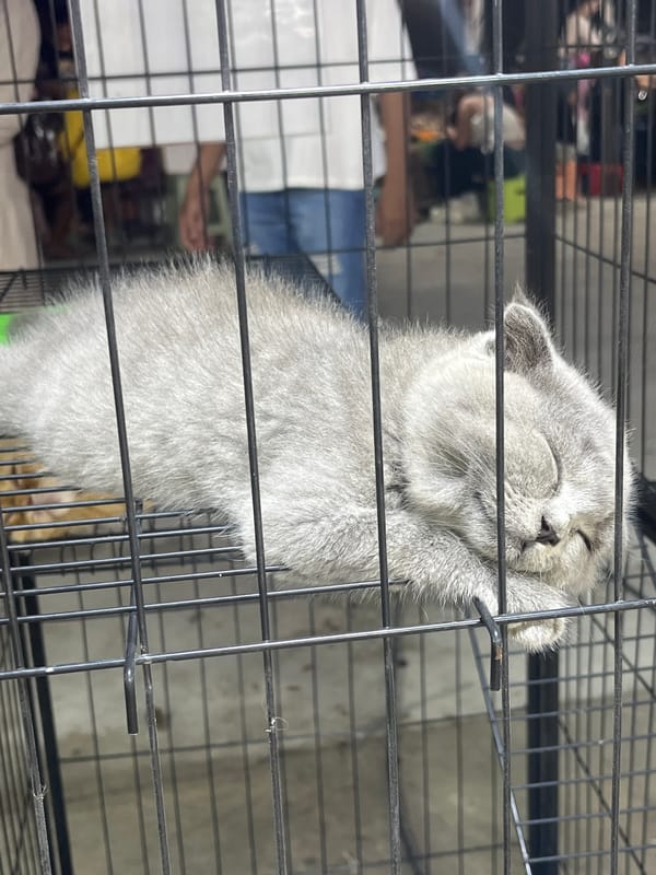 Gray kitten stands on hind legs in cage, Thailand
