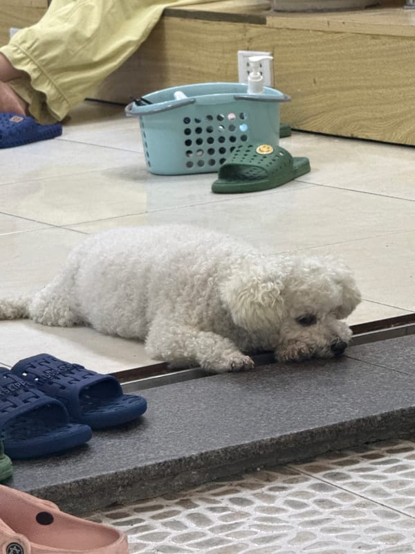Pineapple vendor and poodle companion work Đà Nẵng sidewalk