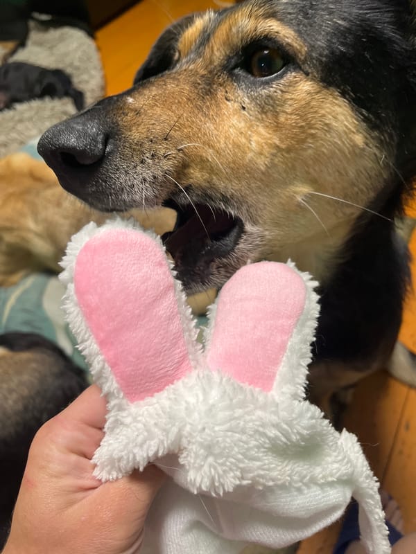 Dogs, cockroaches, and plush toys in a Nizhny Tagil apartment