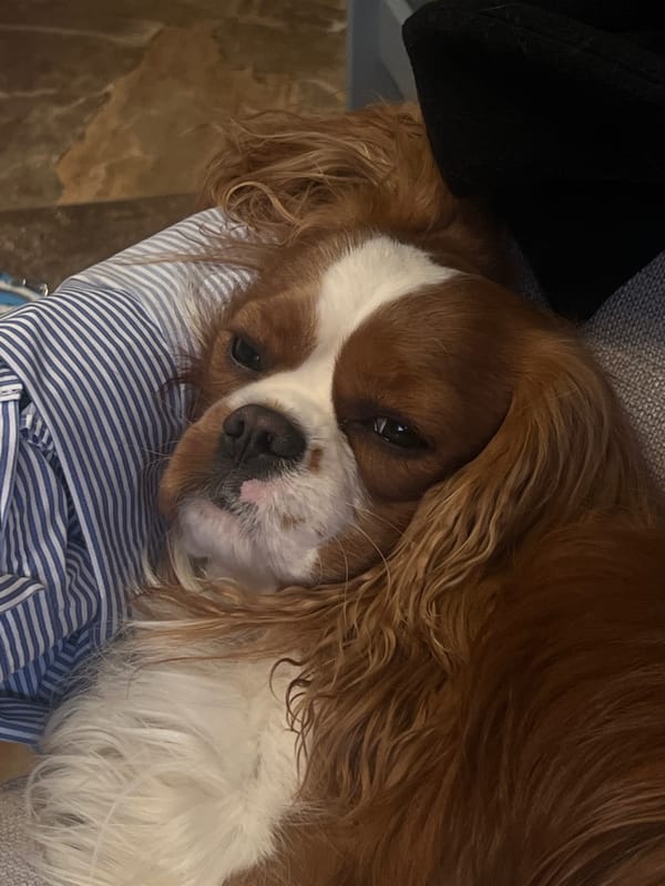 Dog rests on lap in Khimki, Russia