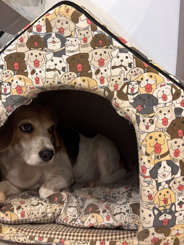 Domestic life moments with beagle, baby documented in Karon
