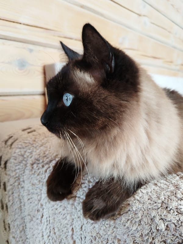 Siamese cat resting on a cushion, Losino-Petrovsky