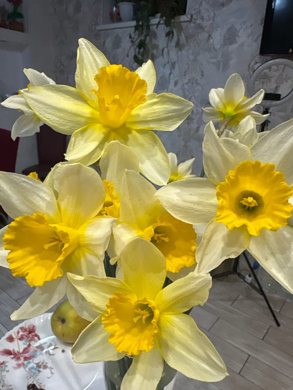 Spring flower arrangements photographed in Simferopol
