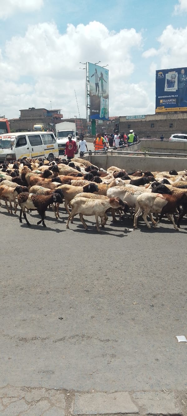 Goat herd blocks Nairobi traffic during morning crossing