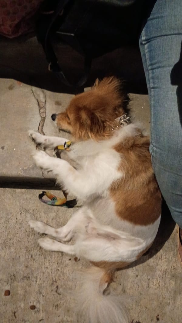 Dog rests and plays on concrete in Monterey Park