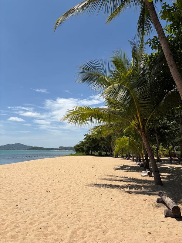 Sunny Ko Samui beach with palm trees and blue skies