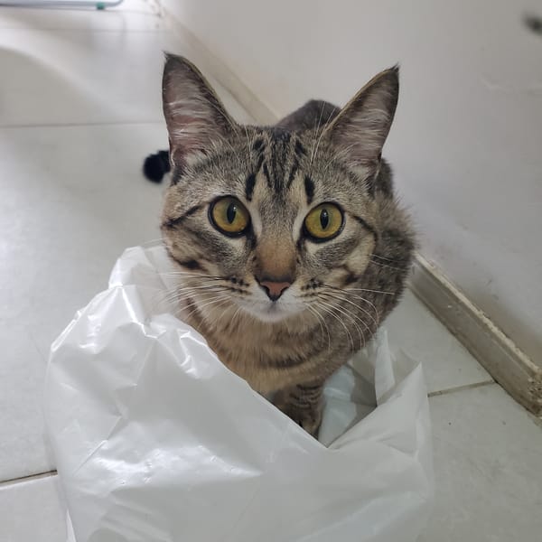 Curitiba resident documents tabby cat's daily activities, garden sunflower