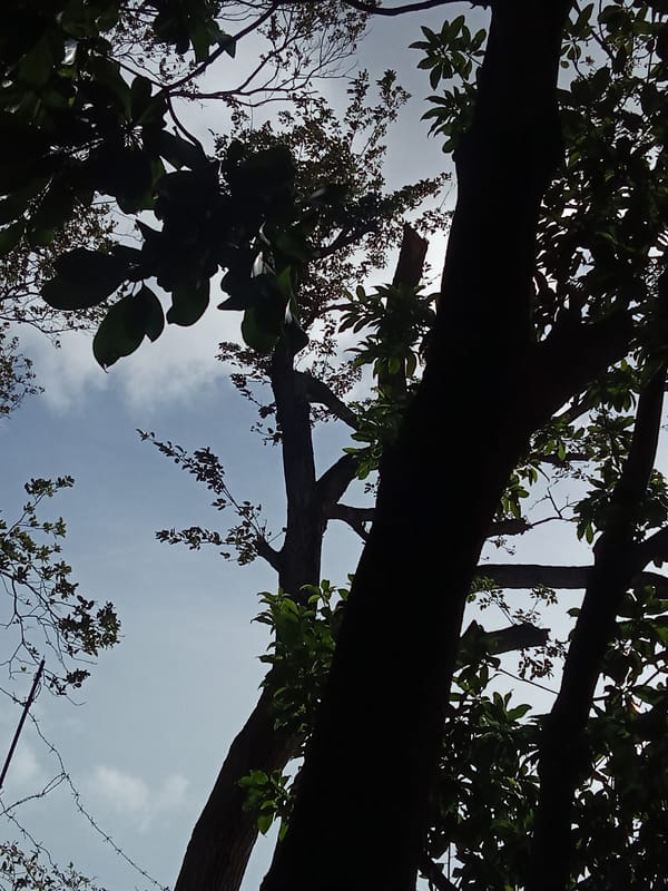 Witness documents tree canopy views in Juan Griego, Venezuela