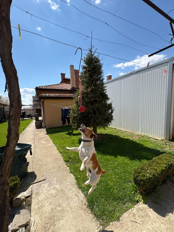 Dog plays with red ball toy in backyard