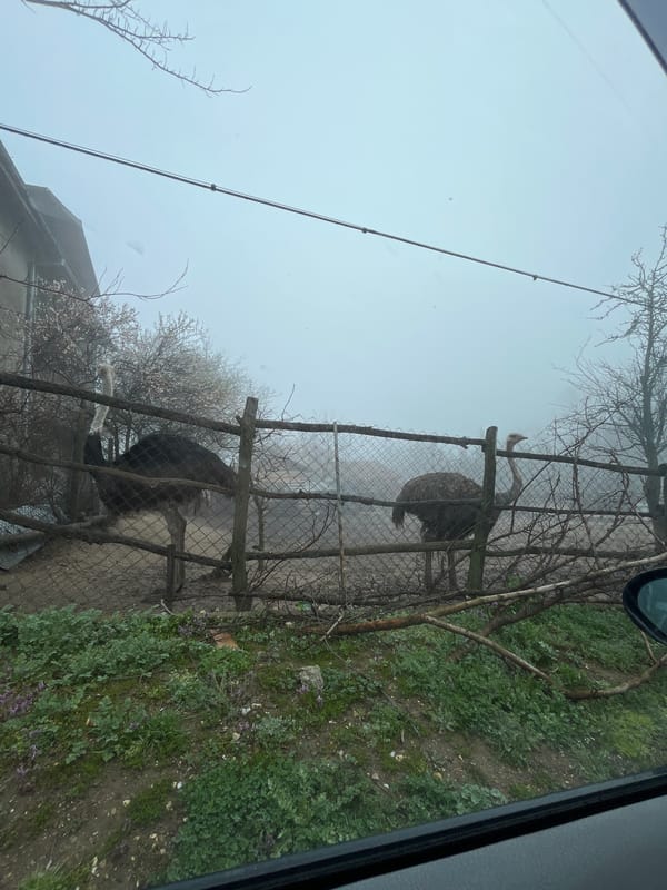 Ostriches spotted in enclosure at Byala facility