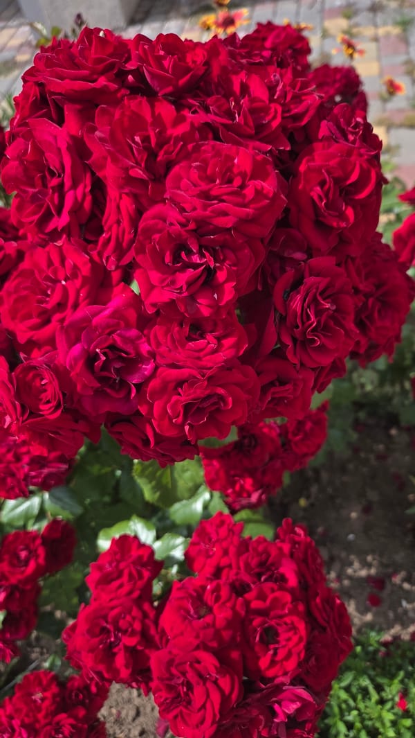 Rose gardens and monuments in Pivdenne park
