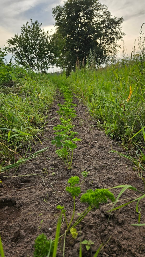 Kapūņi, Latvia