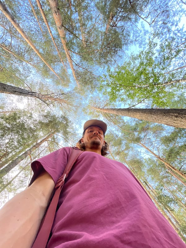 Pine forest exploration from different viewing angles