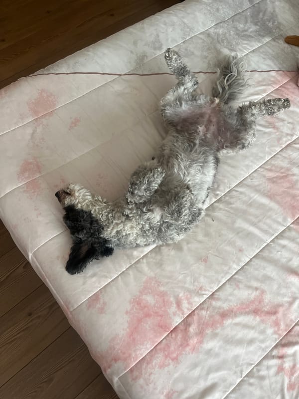 Dog relaxes on back in Mexico neighborhood
