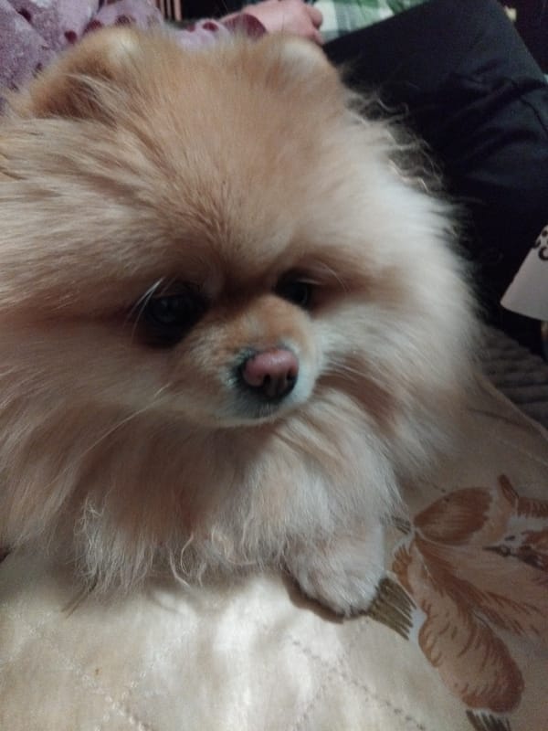 Pomeranian dog captured resting indoors in Apriltsi, Bulgaria