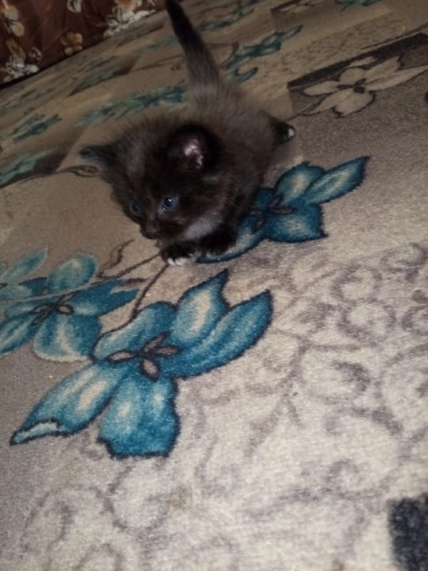 Black kitten with blue eyes observed on floral bedspread
