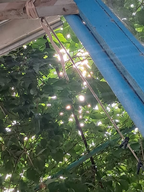 Dogs, roses, and summer light at a Shymkent backyard