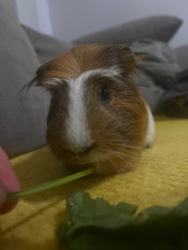 Guinea pig snack time, plus some twilight city views